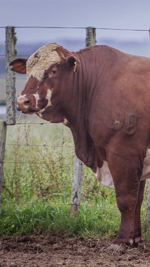 Para abrir o nosso remate, um touro à altura do que acreditamos. 🐂 Um animal de excelente avaliação genética, reunindo alto mérito para característic…